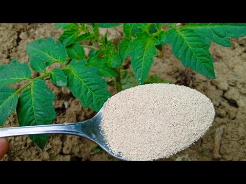 TOMATO, PEPPER, CUCUMBER-URGENTLY give them this supplement and the results will delight you!