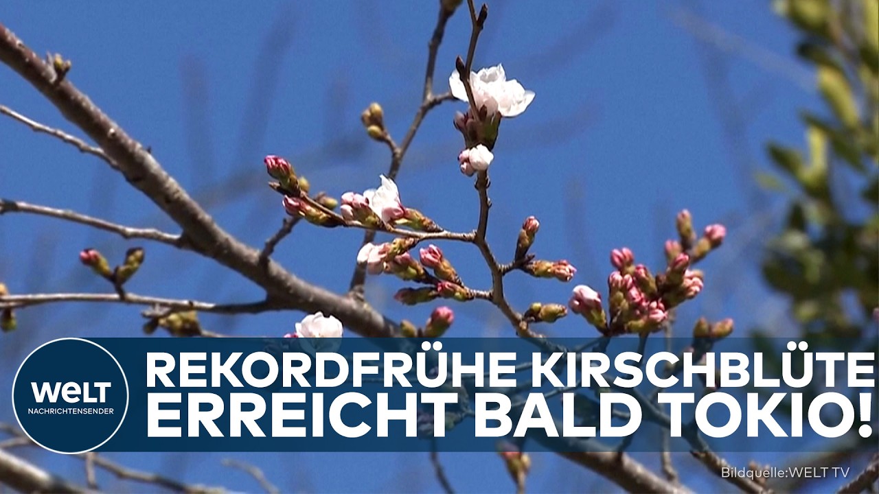 JAPAN: Kirschblüte beginnt so früh wie nie! Experten sehen Klimawandel als Ursache!