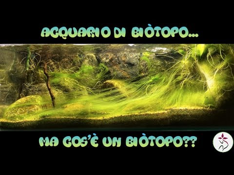 ACQUARIO DI BIÒTOPO... MA COS'È UN BIÒTOPO??