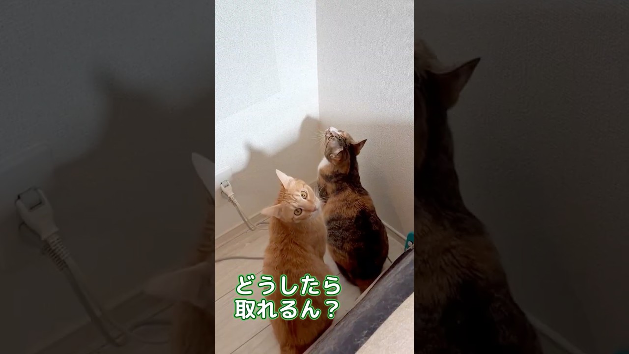 可愛すぎる奮闘劇 #三毛猫  #アフレコ