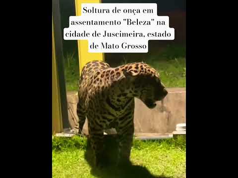 Soltura de onça em assentamento "Beleza" na cidade Juscimeira localizada no estado de Mato Grosso.