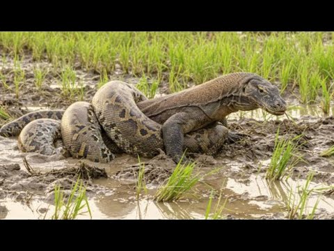 Komodo Dragon vs. Giant Python | Deadly Battle Between Two Rulers