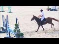 Hongre 4 ans CSO