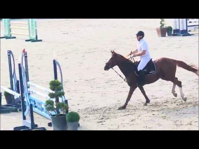 Hongre 4 ans CSO
