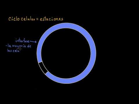 Phases of the Cell Cycle | Khan Academy in Spanish