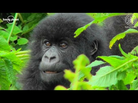 盧旺達。2021年可持續野生動植物計劃最佳旅遊項目 (Rwanda: Best in Travel 2021 Sustainable Wildlife Program)