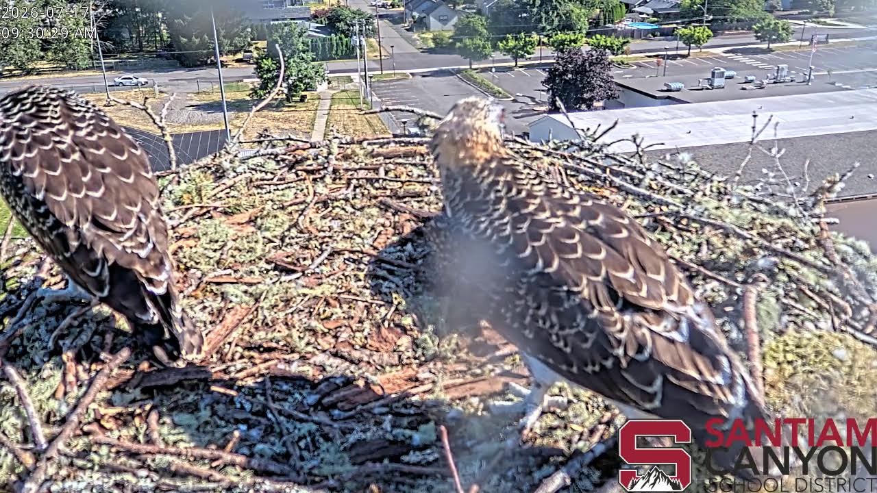 Live webcam view of Aguila Pescadora de Santiam Canyon
