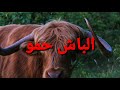 Jilala تايك سيدي حمو او الباش حمو رباعة ولد الفنشة 0671128137