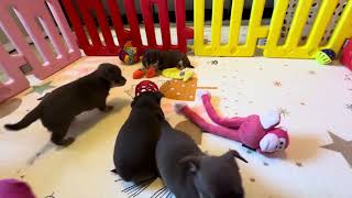 Video preview image #8 Chihuahua Puppy For Sale in CHARLESTON, AR, USA