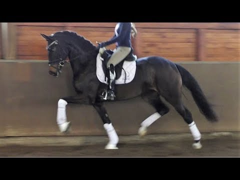 GT Sporthorses presents Salto Mortale   - S O L D -