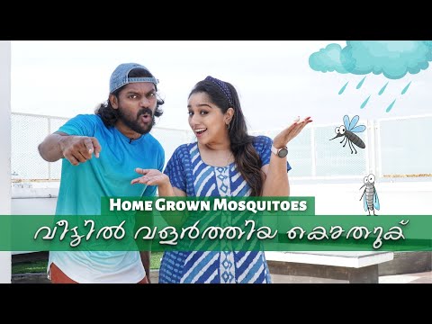 വീട്ടിൽ വളർത്തിയ കൊതുക് | Home Grown Mosquitoes | Vidhu Prathap | Deepthi | Sketch Video
