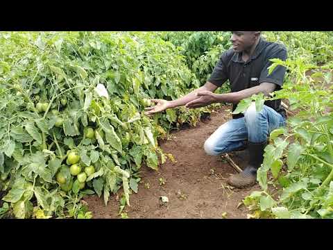 "Unlocking Tomato Secrets: How Spacing Can Boost Your Harvest!"