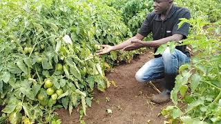 How Spacing increase and affect Tomatoes fruit production. #Letsgrowtogether