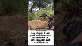 Download lagu dag dig dug ser🤣 #beritaterkini #fypシ #shorts mp3