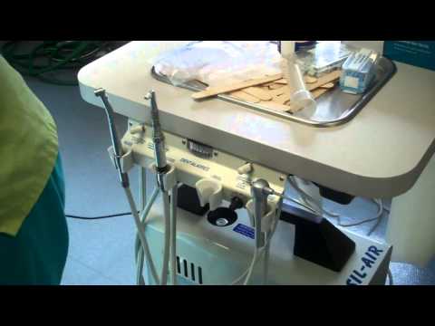 Dental cleaning for a Dachsund