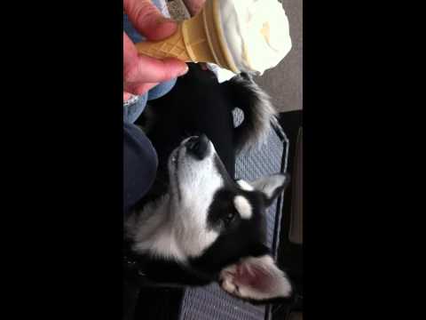 Alaskan Malamute Mally Ice cream