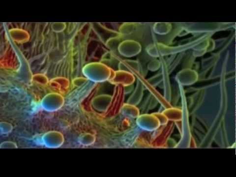 Ganja in my brain - Ras Matthew