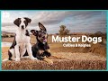 Official Trailer Muster Dogs Collies Kelpies ABC Iview