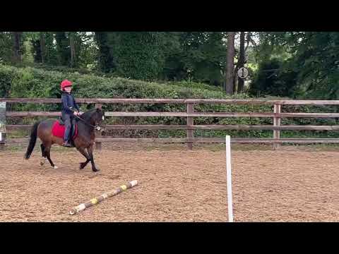 Gorgeous 122cms bay gelding - Image 2
