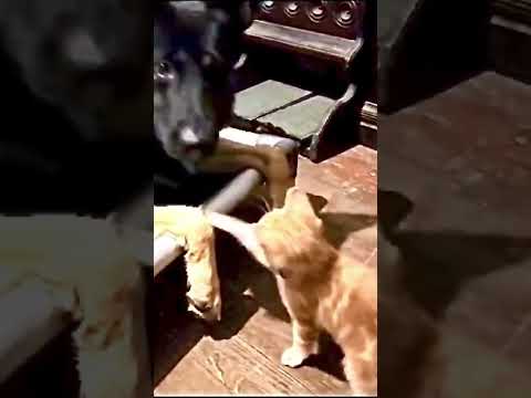 German Shepherd "Pepe" VS Kitten Attack! Killer Little Cat Test GSD Patience @protectiondogsalesPDS
