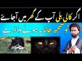 Kali Billi Ka Ghar Mean Aana Billi Ka Achanak Ghar Me Aana