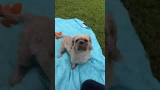 Video preview image #1 Shih Tzu Puppy For Sale in Weston, FL, USA