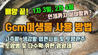 gcm미생물 1,2차배양과 사용방법 사용배수 고추밭 생강밭 토양병(풋마름병 및 토양선충) 및 다수확 위한 영…