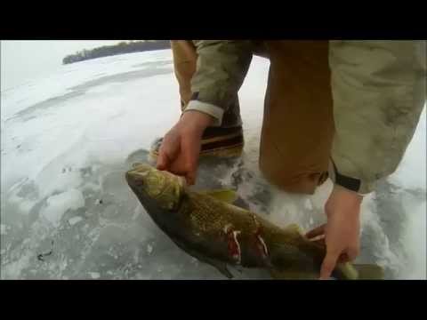 Mille Lacs Giant Walleye Caught Ice Fishing With Spear Gashes