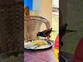 Common Myna Or Indian Myna Bird Myna Eating Rice Food