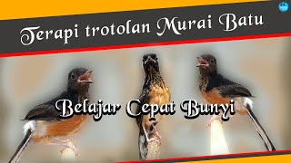 Download lagu terapi trotolan murai cepat bunyi mp3