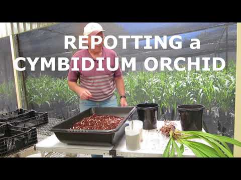 Divisione e rinvaso delle orchidee Cymbidium