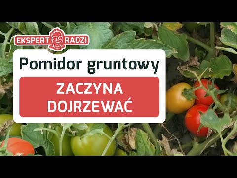 , title : 'Co robić kiedy pomidory zaczynają dojrzewać? - Piotr Borczyński'