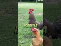 Isabella!, Oh Isabella!, Issabelllllaaa! #isabella #izabella #chickens #hen #hens #rooster #roosters