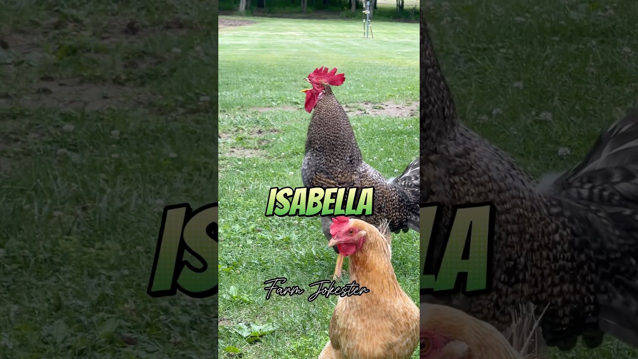 Isabella!, Oh Isabella!, Issabelllllaaa! #isabella #izabella #chickens #hen #hens #rooster #roosters