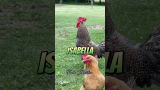 Download lagu Isabella!, Oh Isabella!, Issabelllllaaa! #isabella #izabella #chickens #hen #hens #rooster #roosters mp3