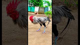 Download lagu it's time for vj #chickenbreeds #roosterfarm #rooster #swataseels #aseelmurga #viral #trending#assel mp3 Download lagu it's time for vj #chickenbreeds #roosterfarm #rooster #swataseels #aseelmurga #viral #trending#assel mp3