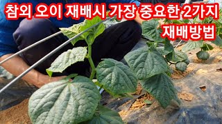 참외 오이재배시 가장 중요한 2가지 노균병 흰가루병 오이순치기 오이심는시기 오이심는간격 귀농귀촌 전원일기 텃…