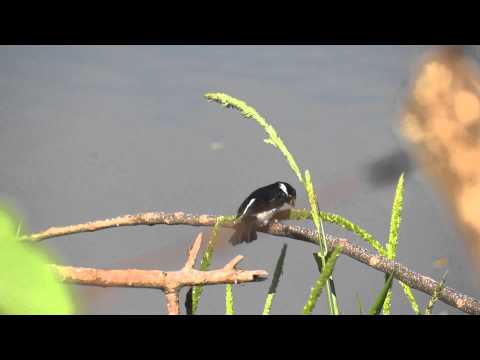 Sporophila americana