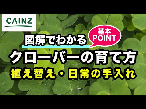 園芸 ニセ四つ葉のクローバー、カタバミ