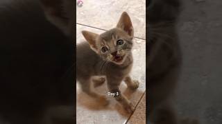 Download lagu Timelapse Adopted Kitten Day 1 - Day 100 Cute😍😍 #kucing #kucinglucu #kitten #suaraanakkucing mp3