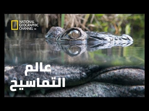 #وثائقى عالم التماسيح المفترسة العملاقة 2020 افلام وثائقية 48 دقيقة