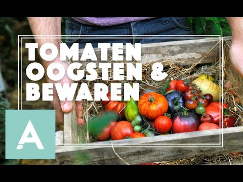 , title : 'Tomaten oogsten en bewaren! - Grow, Cook, Eat #54'