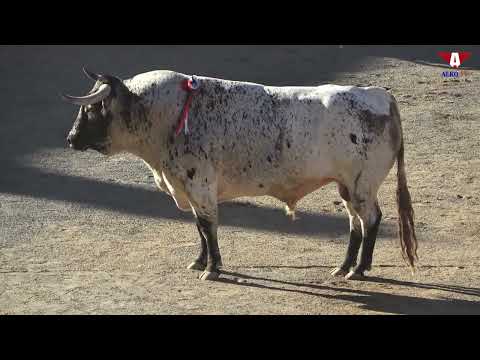 Festejos taurinos en directo