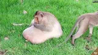 Download lagu Ya Tuhan.!! Lucu apa Menyedihkan? Nggak Bisa Berhenti Makan, Bentuk Tubuh Hewan ini Jadi Membengkak mp3