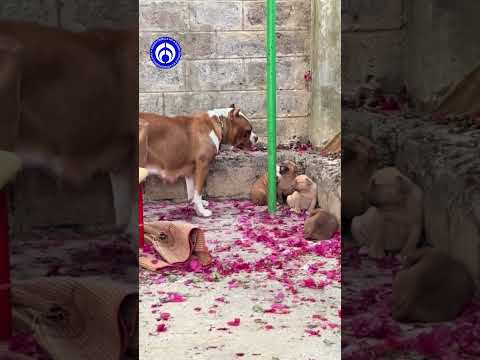 'Me respetas porque soy tu madre': Perrito se pone rebelde con su madre mientras lo educaba