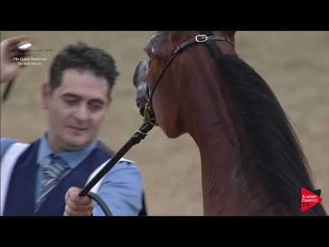 N.27 HANEEN AL JOOD - 2019 Qatar Individuals - Yearling Fillies (Class 1B) .mp4