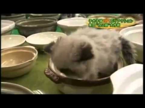貓咪找適合自己的鍋蓋來休息