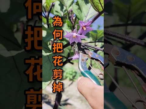 把茄子的花剪掉的3個原因 #農業 #茄子