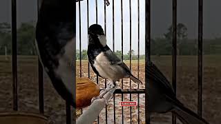 Download lagu GELATIK PIKAT GACOR | gelatik batu wingko gacor. #glatik #glatikfullisian #shorts mp3 Download lagu GELATIK PIKAT GACOR | gelatik batu wingko gacor. #glatik #glatikfullisian #shorts mp3