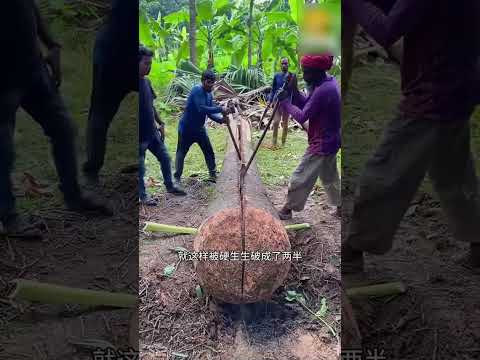 为了打造两艘10万的小船，村长叫来村民，把这棵棕榈树砍倒